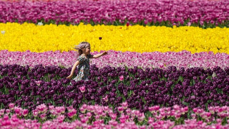 3. Mai: Während bei uns das Wochenendwetter eher durchwachsen wird, stehen im kanadischen Agassiz die Zeichen auf "Tulpe" und das jährliche "Harrison Tulip Festival" lockt die Besucher in die Stadt. Denn auch die Kanadier können Tulpen, nicht nur unsere niederländischen Nachbarn ;-)