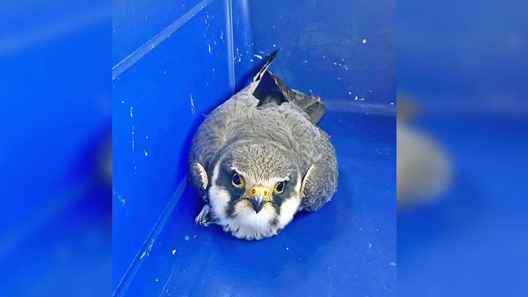 Der verletzte Falke sitzt in einer Kiste. Die Feuerwehr Mainz hat das Foto gemacht, nachdem sie den Greifvogel eingefangen hatte.