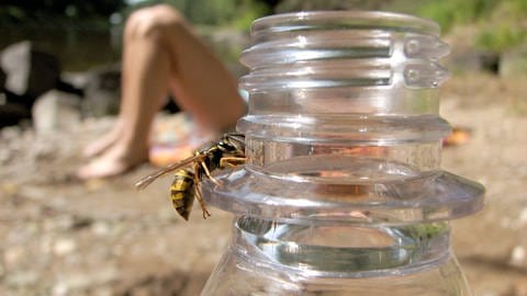 Gerade in der wärmeren Jahreszeit kann es immer wieder zu Wespen- oder Bienenstichen kommen. Für Menschen mit einer Allergie gegen das Insektengift kann das mitunter gefährlich werden. Es droht ein anaphylaktischer Schock.