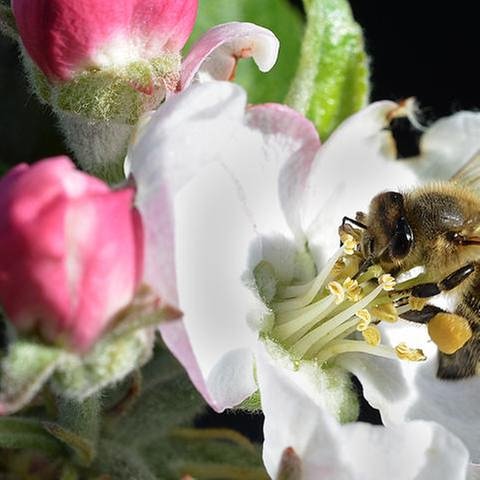 Biene in einer Vollblüte in Mannheim
